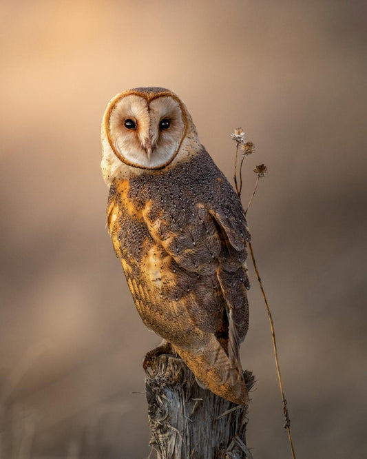 Original owl photo used to create engraved camera hot shoe cover